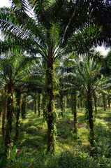 Fototapeta na wymiar Palm Oil Plantation..