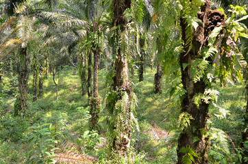 Palm Oil Plantation..