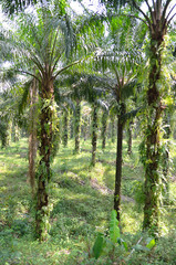 Palm Oil Plantation..