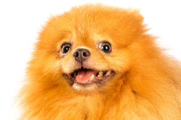 Obraz premium pomeranian dog