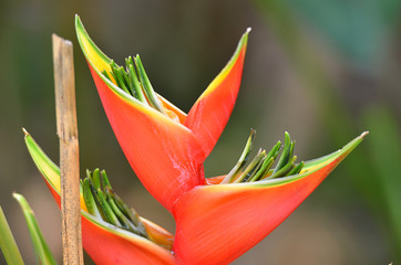 Obraz premium Close-up flower ..