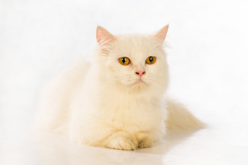 White cat Chinchilla on white background