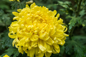 chrysanthemum flowers