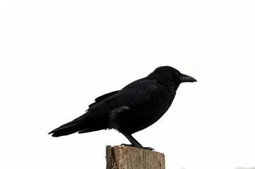 Krähe
