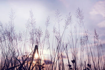 Vintage photo of abstract evening autumn nature background with wild flowers and plants in sunset, selective focus point, shallow depth of field
