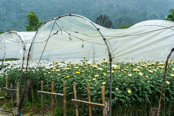 Chrysanthemum farm on Doi Inthanon mountain in Chiang Mai, Thail