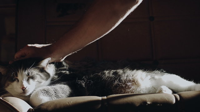 Cat Lying on a Couch Losing his Hairs When someone come to Flatter it