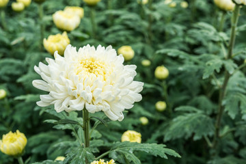 chrysanthemum flowers