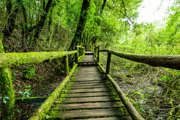 Rainforest at Inthanon Mountain, Chiang Mai, Thailand