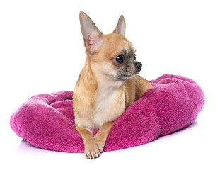 purebred puppy chihuahua