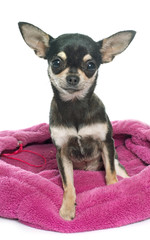 purebred puppy chihuahua