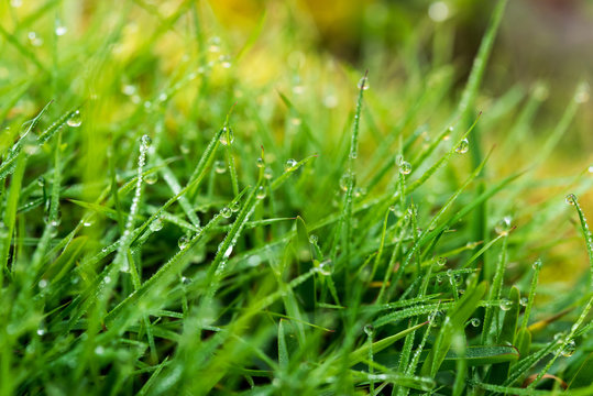 drops of dew on a green grass