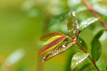 Naklejka na ściany i meble drops of dew on a rose leaf
