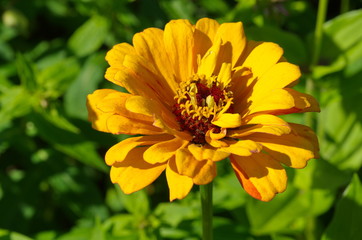 The elegant zinnia closeup