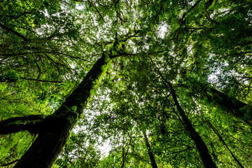 Naklejka premium Rainforest at Inthanon Mountain, Chiang Mai, Thailand
