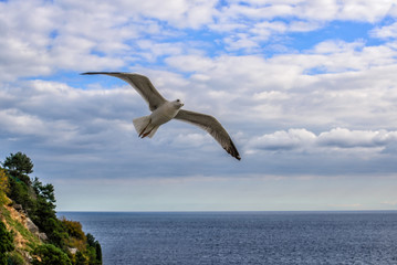 Fototapeta na wymiar Flying seagulls in the sky summer in the Crimea.
