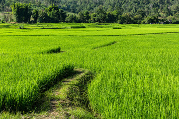 Fototapeta na wymiar Landscape of rice farm in Thailand