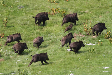 Wild boar drove runing