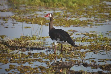 Spur-winged Goose,Plectropterus gambensis,delta Okavango, Botswana