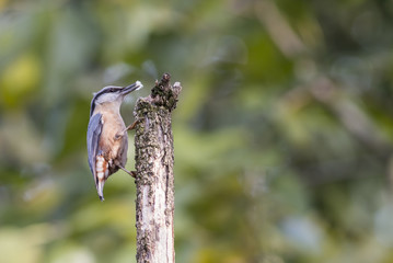 Eurasian Nuthatch (Sitta europaea)