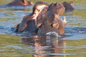 fights young Hippopotamus, Hippopotamus amphibius,Okavango, Botswana