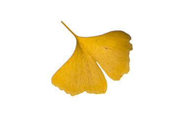 Naklejka premium Yellow Ginkgo Leaf Isolated on White