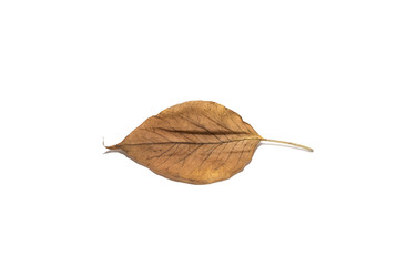 Leaf Isolated on White