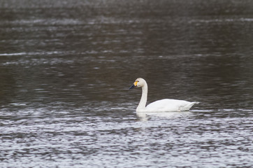 Plakat Bewick's Swan