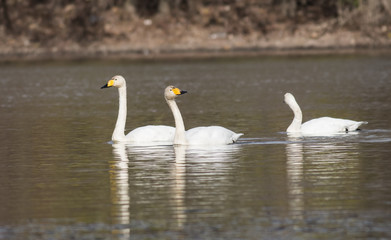 Whooper Swan (Cygnus cygnus)