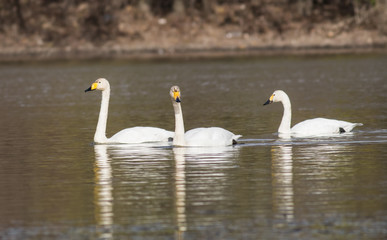 Whooper Swan (Cygnus cygnus)