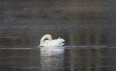 Whooper Swan (Cygnus sygnus) swimming across a lake