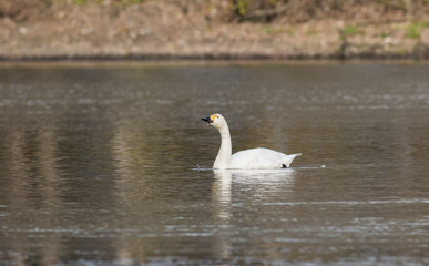 Tundra Swan (Cygnus columbianus)