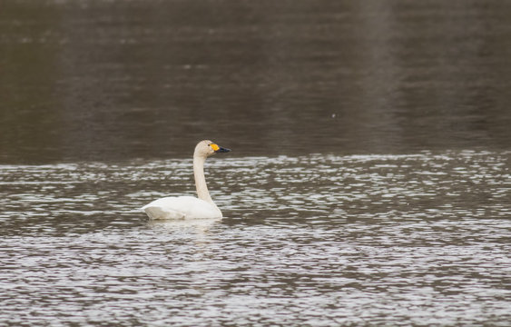 Whooper Swan (Cygnus sygnus) swimming across a lake