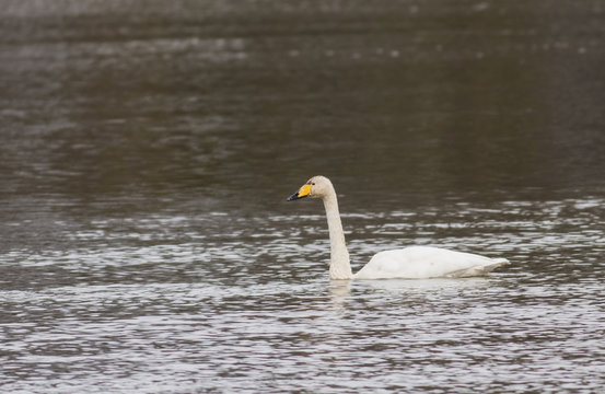 Whooper Swan (Cygnus sygnus) swimming across a lake