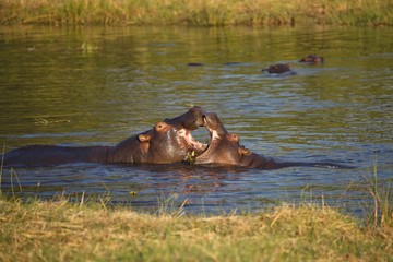 Fototapeta na wymiar fights young Hippopotamus, Hippopotamus amphibius,Okavango, Botswana