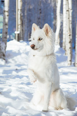 Naklejka premium Yakutian laika