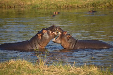 Fototapeta na wymiar fights young Hippopotamus, Hippopotamus amphibius,Okavango, Botswana