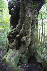 Yakushima forest