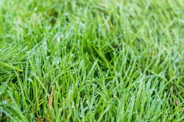 drops of dew on a green grass