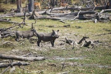 Desert  Warthog,Phacochoerus aethiopicus,national park Moremi, Botswana