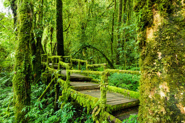 Rainforest at Inthanon Mountain, Chiang Mai, Thailand