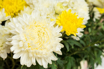 chrysanthemum flowers