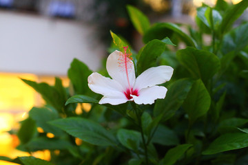 Fototapeta premium Stacked stones and white flower with petal