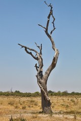 Fototapeta na wymiar lone dry tree,national park Moremi, Botswana