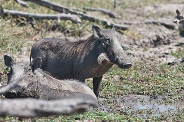 Desert  Warthog,Phacochoerus aethiopicus,national park Moremi, Botswana