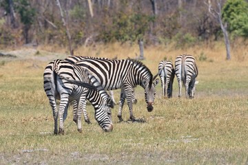  Damara zebra,Equus burchelli antiquorum,national park Moremi, Botswana