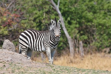 Fototapeta na wymiar Damara zebra,Equus burchelli antiquorum,national park Moremi, Botswana