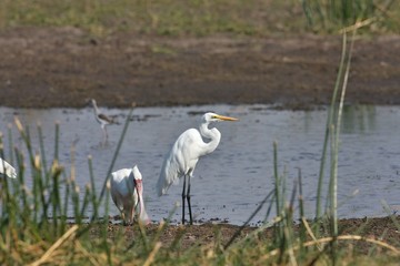 Yellow-billed Heron, Egretta intermedia, adjacent spoonbill, Moremi National Park, Botswana