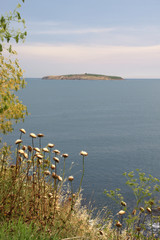 flowers and island 1