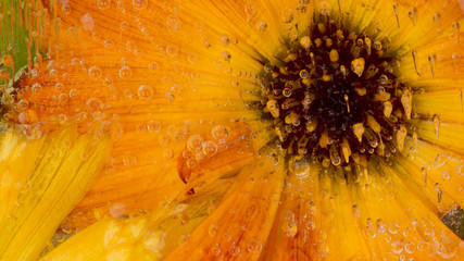 Frozen organic bright floral abstraction